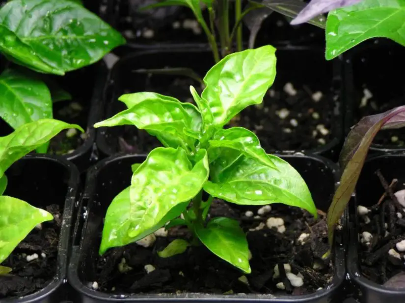 Stimulate plant growth