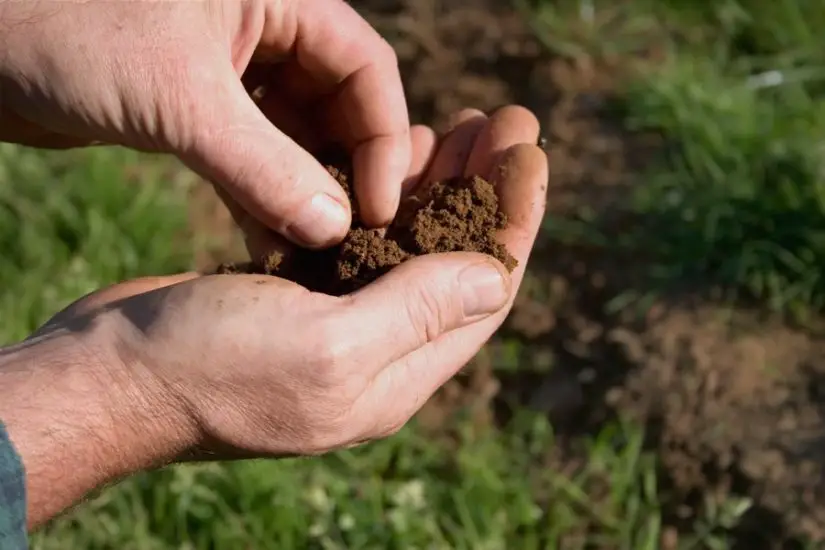 Choose the right soil