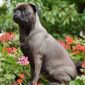Why dog proof your garden